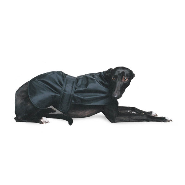 Greyhound coat