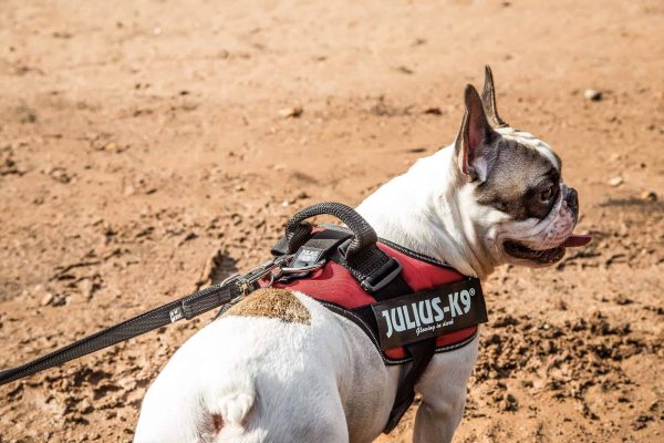 no pull dog harness julius k9