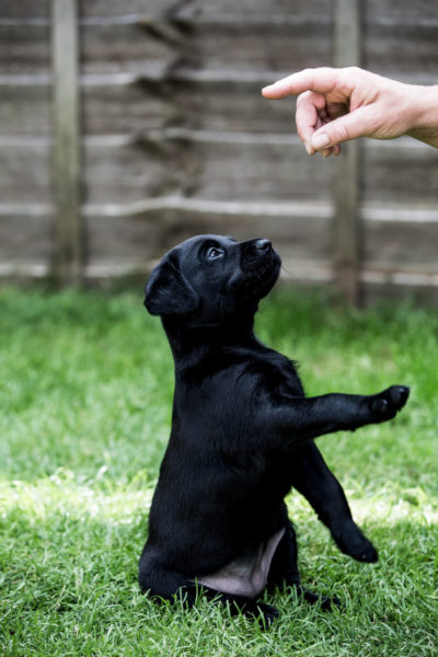 how to teach a puppy to sit